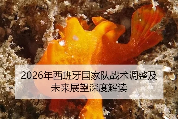nian-xi-ban-ya-guo-jia-dui-zhan-shu-tiao-zheng-ji-wei-lai-zhan-wang-shen-du-jie-du-3-931.jpg